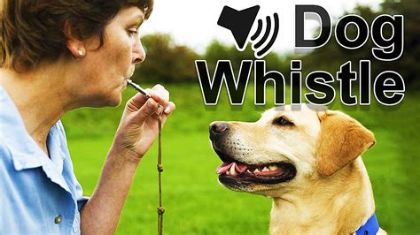 This is a cue I would use to help her find a retrieve that shes not. . Dog whistle youtube